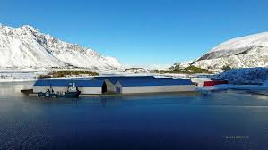Pukkellaks ved moskenes i lofoten. Derfor Vil Lofoten Salmon Avvente Med A Bygge Et Landbasert Matfiskanlegg