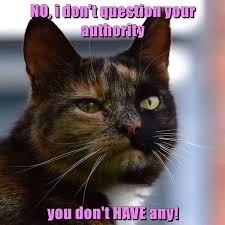 Only A Fool Thinks He Is In Charge Of His Cat Funny Cat Jokes Cat Quotes Funny Funny Animal Pictures