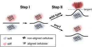 Check spelling or type a new query. Plantae Regulation Of Pavement Cell Morphogenesis Plantae
