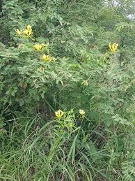 Image result for Streptopetalum serratum