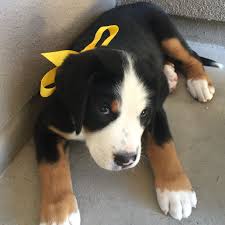 The breeds share a common heritage, probably derived from the mastiff or molossian dogs of the romans. Greater Swiss Puppy 8 Weeks Old Greater Swiss Mountain Dog Puppies Swiss Mountain Dogs