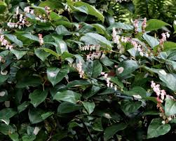Image result for Salacia orientalis