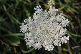 Image result for Physotrichia