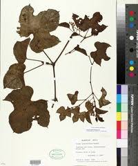 Image result for Cissus cucumerifolia