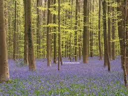 Bluebell forests are not unusual in europe, but what makes hallerbos. Bluebells At Hallerbos S Marks The Spots