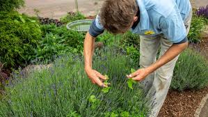 Doch um unerwünschte und ungeliebte unkräuter gerade langfristig und erfolgreich zu entfernen, wird das richtige mittel. Unkraut Umweltfreundlich Entfernen Ndr De Ratgeber Garten Schadlinge