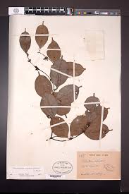 Image result for Orthopichonia cirrhosa