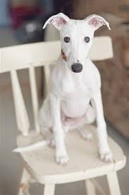 Black And White Italian Greyhound Puppy Image Result For White Italian Greyhound Puppy Breeds Whippet Puppies Whippet Dog