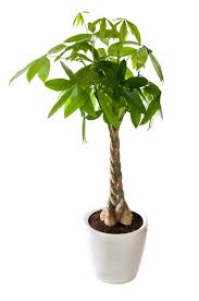 The branches seemed less designed to hold money. Money Tree Great Gift Vogue Flowers