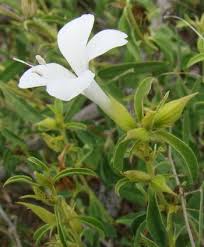 Image result for Barleria lugardii