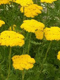 Achillea Filipendulina Fern Leaf Yarrow World Of Flowering Plants Yarrow Plant Plants Yarrow