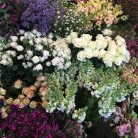 Maybe you would like to learn more about one of these? Fleurroyale By Peter Boeijkens Kesklinn 1 Tip