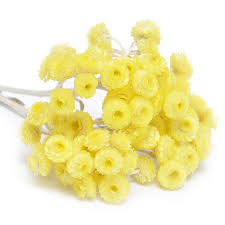 Image result for Helichrysum lastii