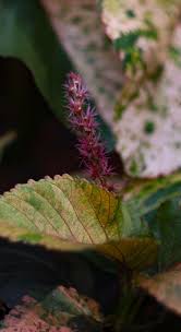 Image result for Acalypha allenii