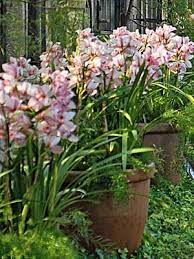 Cymbidium Culture For Beginners Cymbidium Orchids Care Growing Orchids Orchids Garden