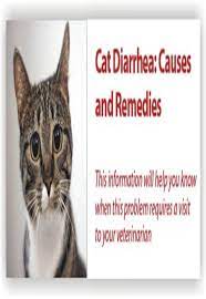 Common Causes Of Diarrhoea In Cats Cat Guides Cat Diarrhea Cats Why Do Cats Purr