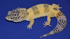 Check spelling or type a new query. How A Gecko Named Mr Frosty Could Help Shed New Light On Skin Cancer Science News