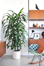23 Of The Easiest Houseplants You Can Grow Indoor Trees Low Light Tall Indoor Plants Best Indoor Trees