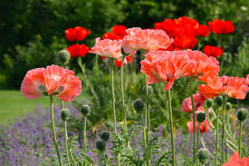 Wenn man ihr seid durch du bist ins singular umformen kann, oder in die zukunft werdet sein, oder vergangenheit wart ihr bzw. Mohn Pflanzen Pflegen Und Ernten Mein Schoner Garten