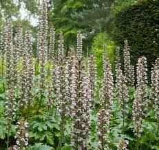 Image result for Aeollanthus breviflorus