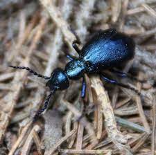 Májka fialová je veľmi zaujímavý jedovatý chrobák. Majka Fialova Meloe Violaceus Outdoor Web Treking Cz