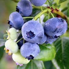 During prolonged periods of dry weather the fruits will suffer and will either fall from the tree or be very small if there is little or no supplemental irrigation provided. Blueberry Top Hat Dwarf Live Plant 4 6 Inch Tall Started Fruit Etsy In 2021 Blueberry Bush Berry Bushes Fast Growing Trees