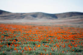 Florists, flower, flowers, wedding flowers, bouquets, kabloom, fruit baskets, funeral flowers, mothers day, valentines, easter, roses, plants, gourmet food baskets, tulips, orchids, daisies and more in lancaster, ca. Elevation Of Lake Elizabeth California Usa Topographic Map Altitude Map