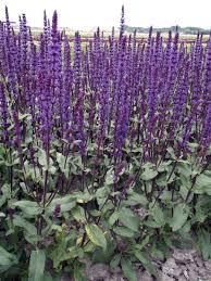 Veronica graces the garden with spires of flowers that bloom spring through fall, depending on species, with some reblooming for an extended show. Salvia Nemorosa Caradonna Verschoor Horticulture