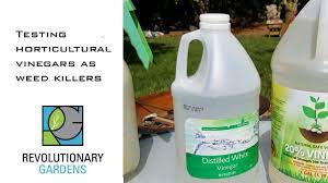 Mixing a horticultural vinegar spray. Testing Horticultural Vinegar Weedkillers Youtube