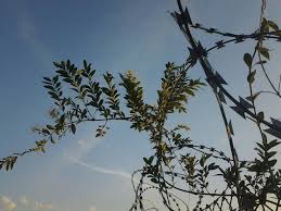 Image result for Baissea wulfhorstii