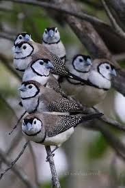 pin on pajaros aves