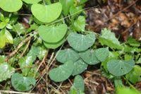 Image result for Cissampelos