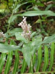 Image result for Floscopa glomerata