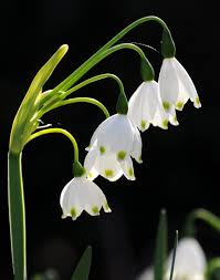 Leucojum Aestivum Gravetye Giant Summer Snowflake Or Loddon Lily Bulb Flowers Flowers Nature Flower Farm