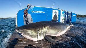 Although there are no accurate records estimates put the total deaths from shark attack at around 1,000 for these two disasters. Great White Shark S Visit Near Halifax Harbour Causes A Stir Cbc News