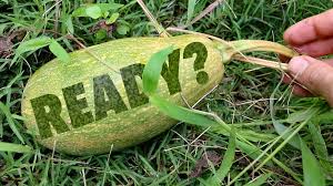 So far, here are a few tips you will learn to identify the maturing point of your butternut squash: When To Harvest A Pumpkin Or Winter Squash The Survival Gardener