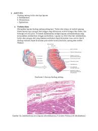 Dinding jantung terdiri dari tiga lapisan yaitu epikardium (lapisan terluar), miokardium (lapisan bagian bawah dari ruangan jantung, yang ada di sebelah kiri dan kanan disebut dengan bilik jantung. Histologi Jantung Hepar Dan Ginjal