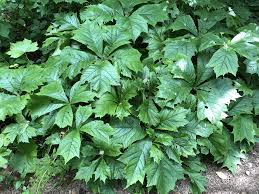 Image result for Launaea rogersii