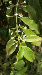 Image result for Craterispermum