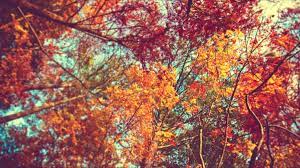 Pin By Emma Johnson On Computer Desktop Wallpaper Fall Autumn Tumblr Fall Wallpaper Tumblr