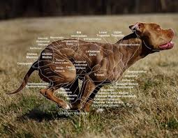 Muscle Chart By Mnartphotography Dog Anatomy Dog Behavior Training Vet Medicine