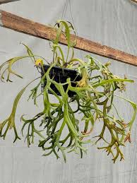 Image result for Pyrrosia