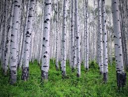 Black And White Aspen Tree Pictures White Aspen Trees Colorado Usa Aspen Trees Tree Photography Birch Tree
