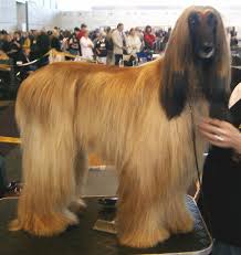 Maybe you would like to learn more about one of these? Csipet Gr Afganikos Ixnhlaths