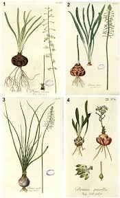 Image result for Drimia calcarata