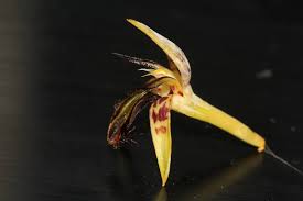 Image result for Bulbophyllum schinzianum