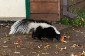 Smoking pot inside my house would certainly explain the smell of marijuana lingering in my living i have the same problem. Skunk Removal Control Animal Control Specialists
