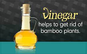 Some bamboo is awful to get rid of and there usually only one solution. 3 Easy Methods That Tell You How To Kill Bamboo Naturally Gardenerdy