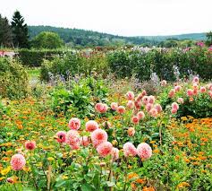 Country Life Magazine On Instagram More Than 100 Growers Across The Country Will Open Their Gates For The Flower Farmers Big Weekend From The 16th 18th Aug
