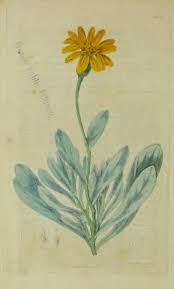 Image result for Tragus pedunculatus